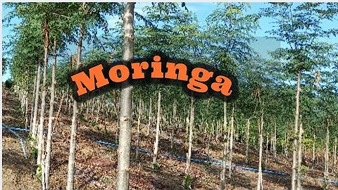 Pode plantar pimenta-do-reino em vaso?