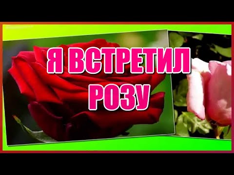 Я встретил розу✦ - группа "Садко" Красивая песня о любви!