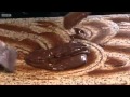 Chocolate and Prune Tart Recipe - Paul Hollywood