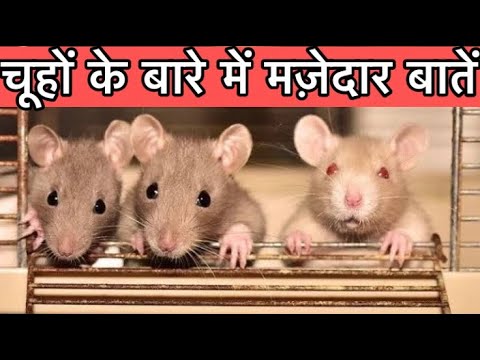 वीडियो: फिल्मों में सबसे प्रसिद्ध चूहे