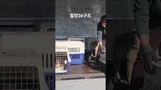 밀양아이들 구조현장 #강아지 #동물농장강아지 #반려견 #강아지여름 #좋아요 #애견영상 #유기견
