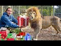 LION PRIDE SHREDS CHRISTMAS PRESENTS ! WHAT’S INSIDE ?!