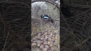 My squirrel was robbed by a woodpecker  #birds #nature #villagenature #animals #wildlife