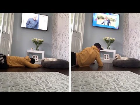 dog-doesn't-care-when-owner-plays-dead