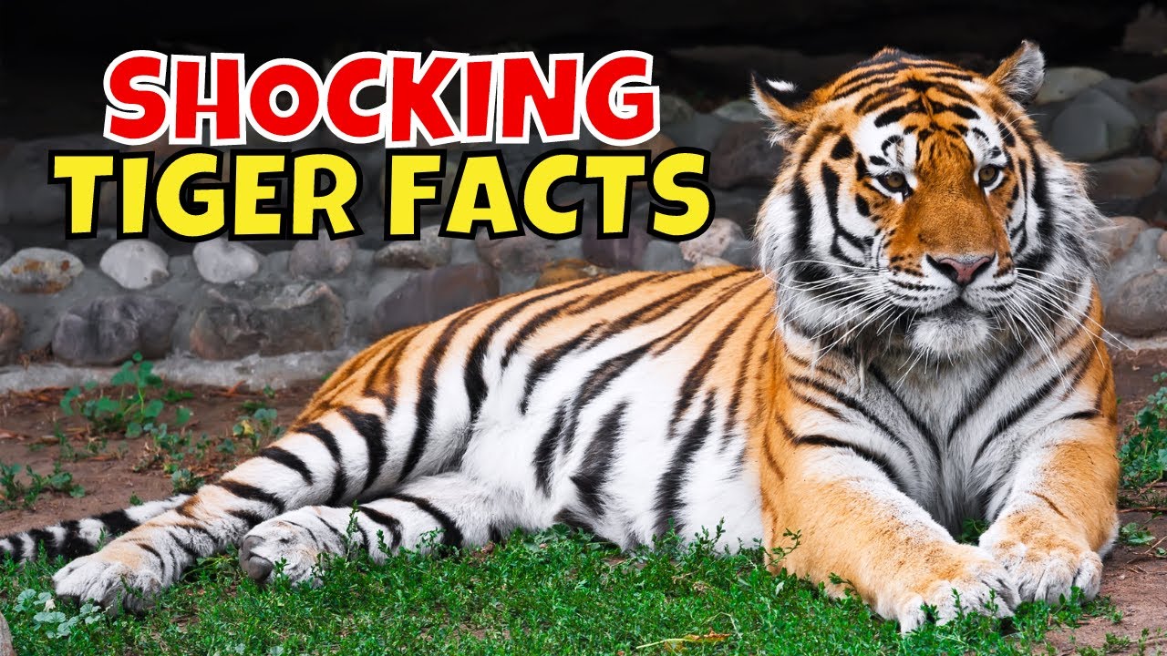 10 Incredible Bengal Tiger Facts - A-Z Animals