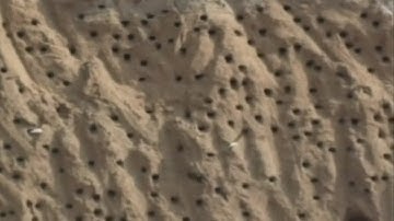 Swallow nesting halts construction in Xinzheng in China