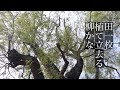 奥の細道・俳句動画 7 遊行柳編 Haiku video by Okuno-hosomiti 7