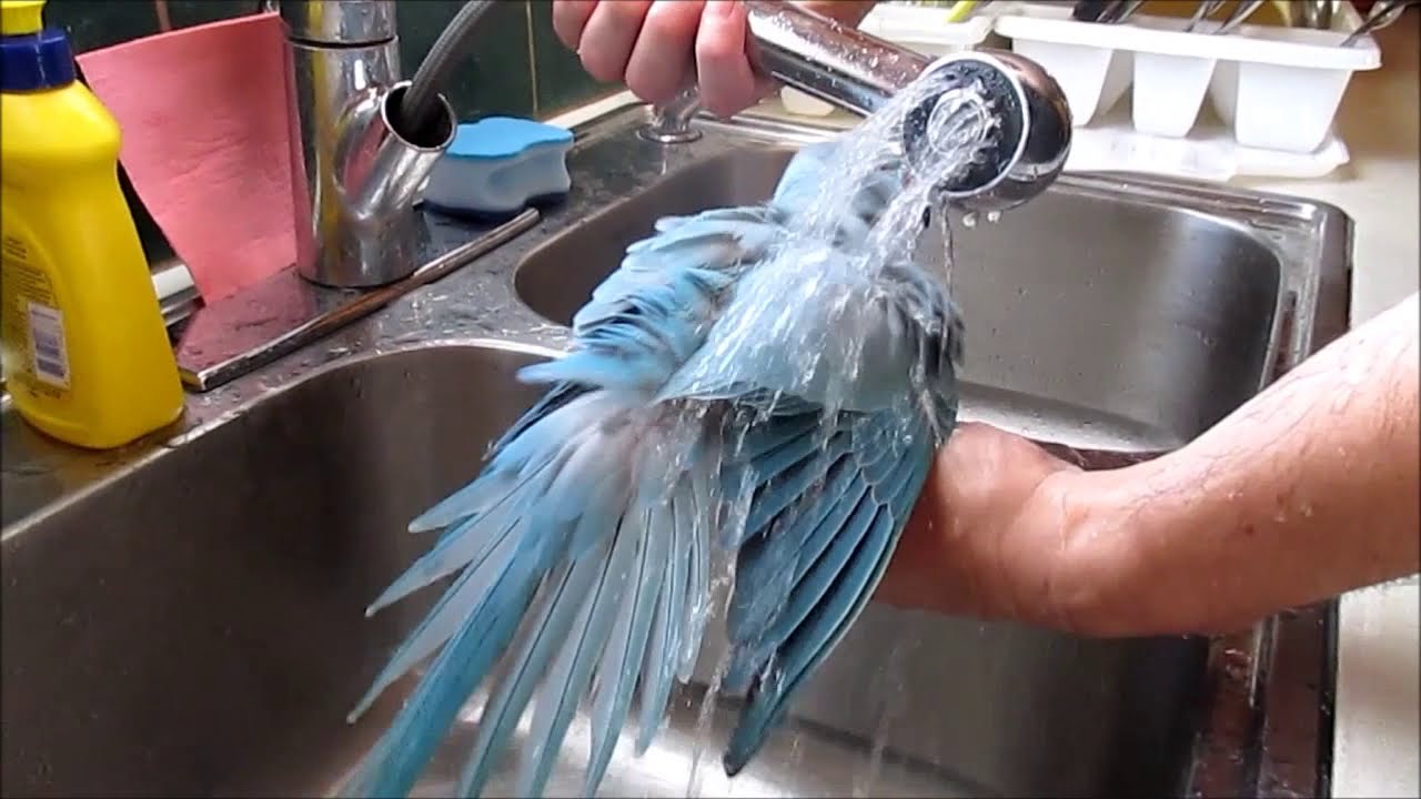 young blue indian ringneck parrot taking shower YouTube
