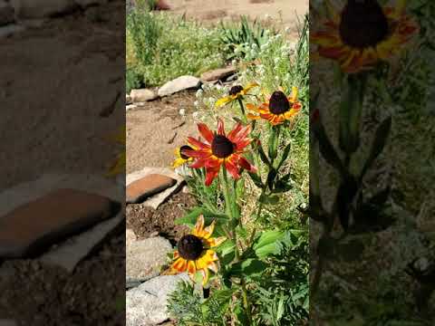 Video: Marallar marigolds bitkiləri yeyəcəkmi?