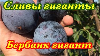 :   . Berbank Giant plum     .