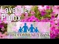 Planting Lavender Phlox: Old Fashioned Garden Flowers