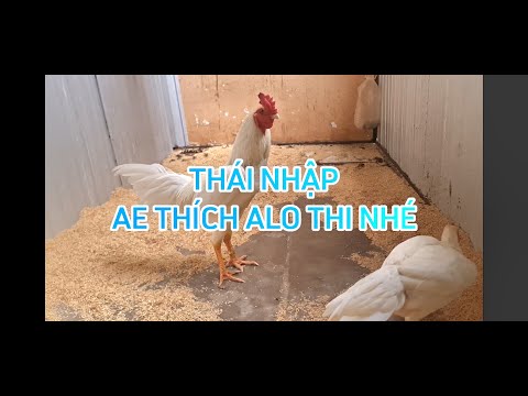 GÀ THÁI NHẶP.AE