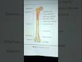 Anatomy of bone|| long bone|| bone marrow||epiphysis||diaphysis metaphysis#anatomy #viral
