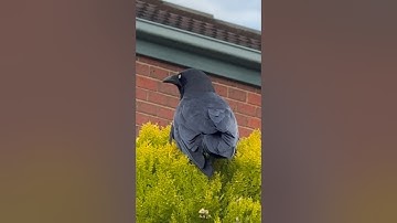 How smart are crows and Ravens? Genius Birds