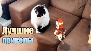 ▶️ Лучшие приколы с животными #1 | Смешные коты, собаки и другие зверьки