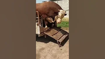 عجل من نوع مونتبيليارد مشاااء الله 