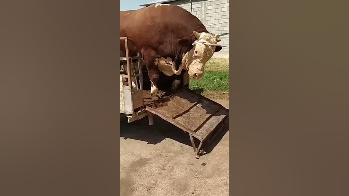عجل من نوع مونتبيليارد. مشاااء الله.