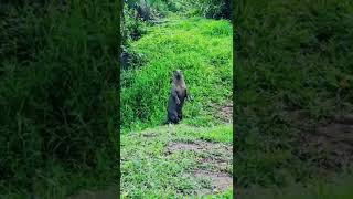 Neernaya / Otters attack Humans?