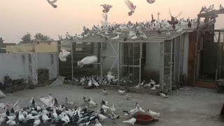 Pigeon Flying ।। Afgani Kabutar ka video ।। Vipin Ki Kabutarbaji