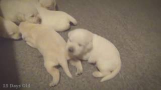 2 Weeks old | Watching Lab Puppies Grow by Pup Property 13,491 views 6 years ago 3 minutes, 6 seconds