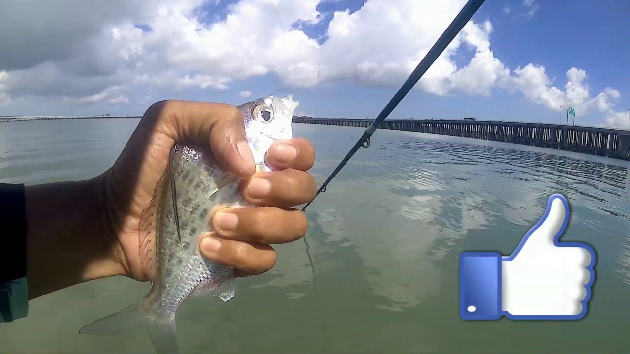 Mancing ikan muduk lapar dan besar di samping tol Bali Mandara