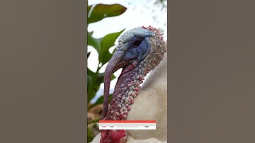 Thumbnail of Do Turkeys Really Gobble? Thanksgiving ASMR Sounds!