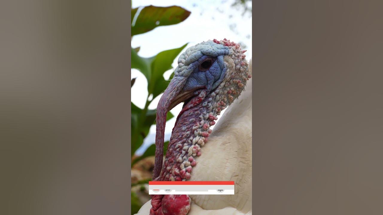 Do Turkeys Really Gobble? Thanksgiving ASMR Sounds!