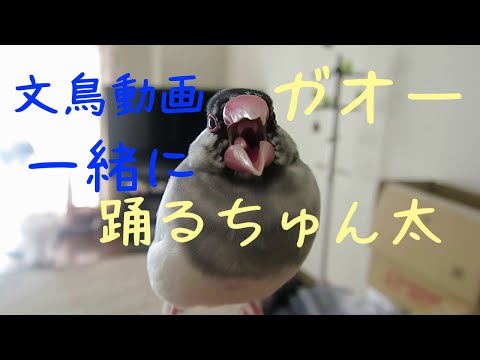 ニュン！ ニュン！ 桜文鳥ちゅん太と一緒にダンスを踊る！？文鳥動画 Java sparrow dancing