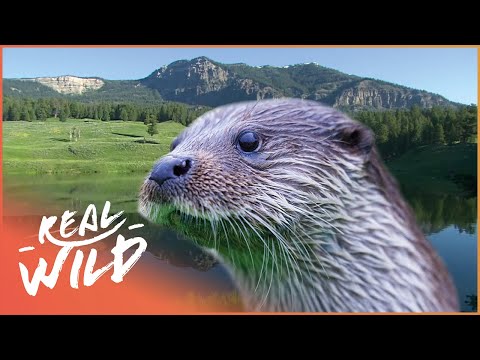 How Otters Survive In The Rocky Mountains | River Masters | Real Wild