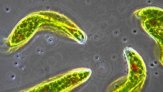 Euglena - Flagellum movement in phase contrast