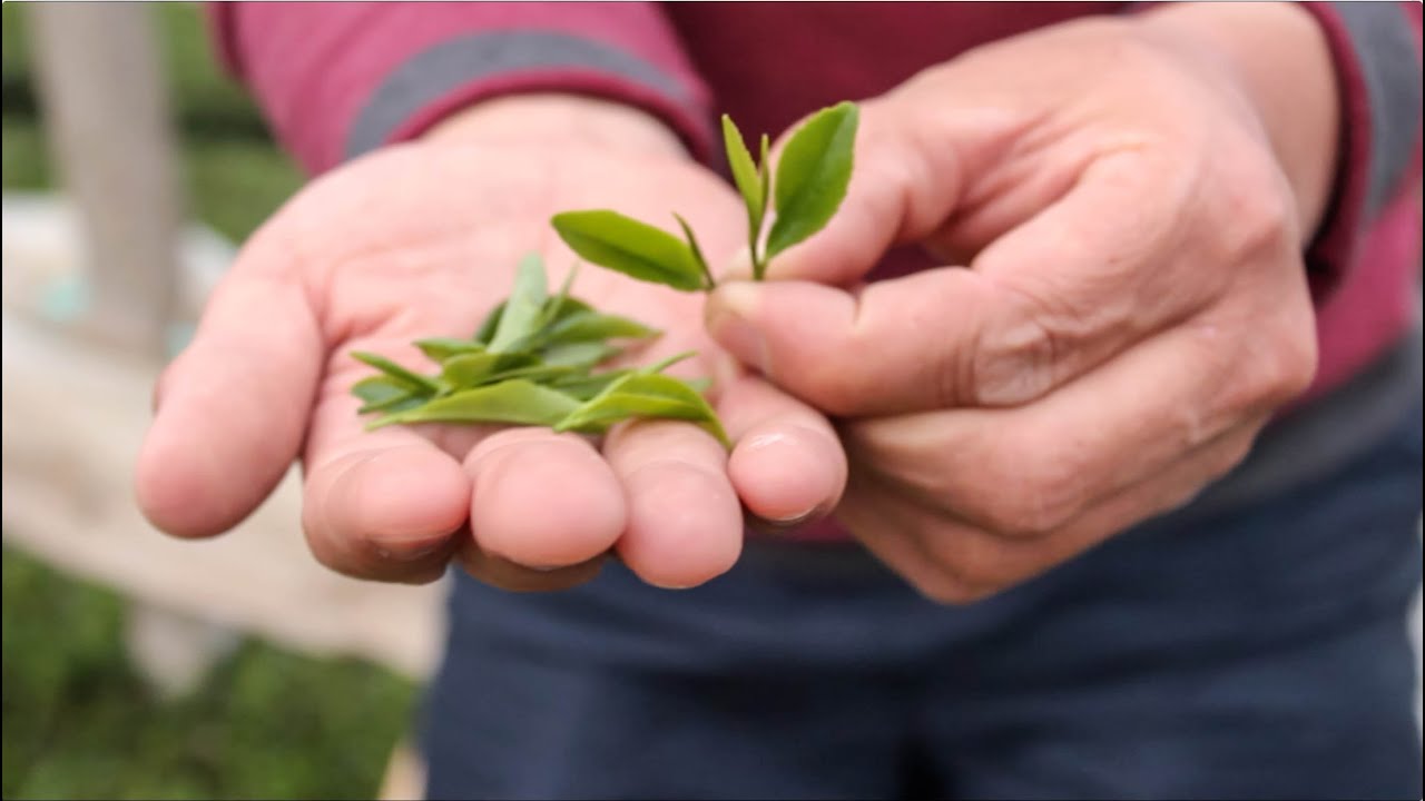 Organic Tea Farming in Laoshan Village