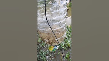 Bẫy cá linh non bằng chai nhựa #5