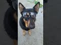 Professor dog