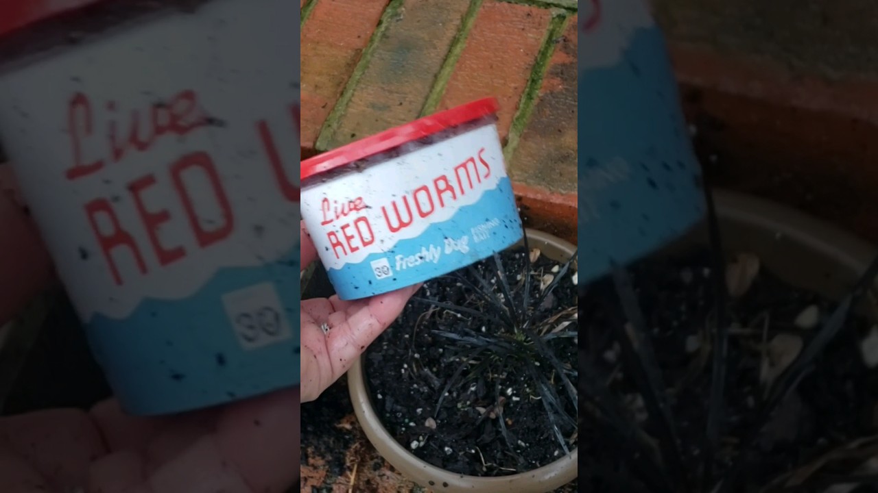 Garden Tip if You Fish w/ Worms #gardenhacks #gardenshorts #shorts 