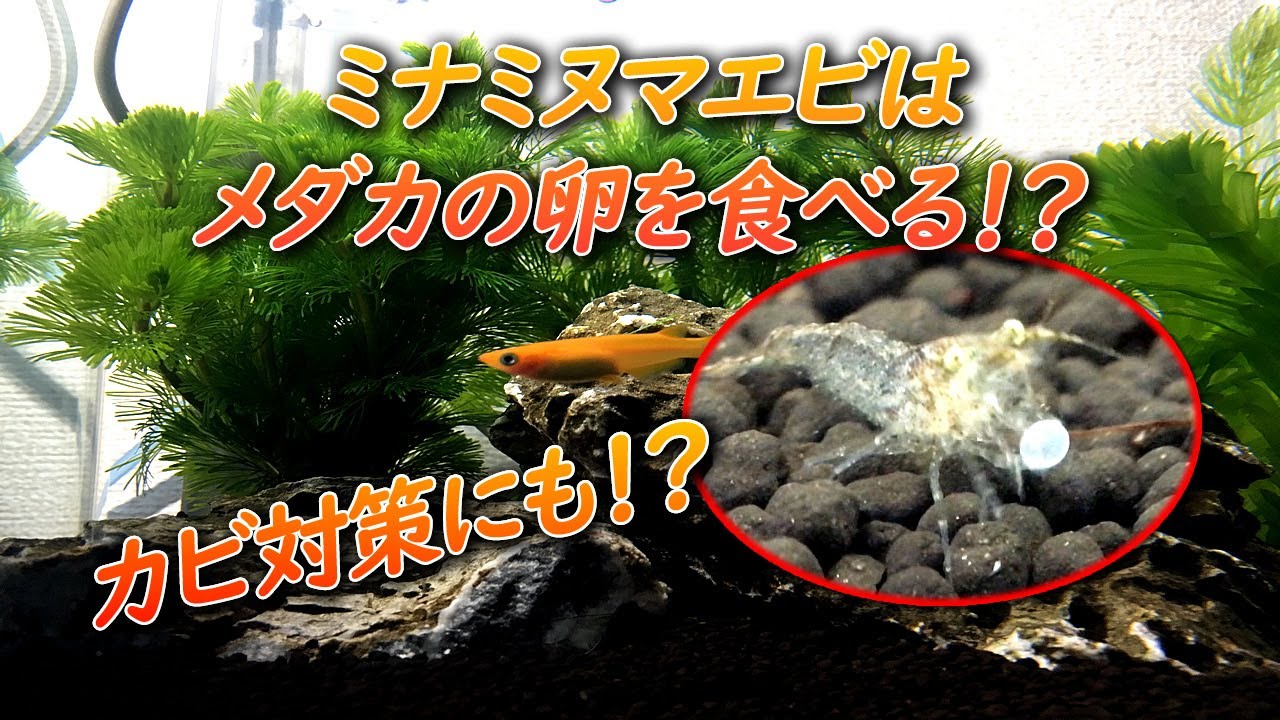 ミナミヌマエビはメダカの卵に付着する水カビ対策になる それとも捕食してしまうのか Youtube