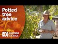 How to choose the right tree for successful container growing  gardening 101  gardening australia