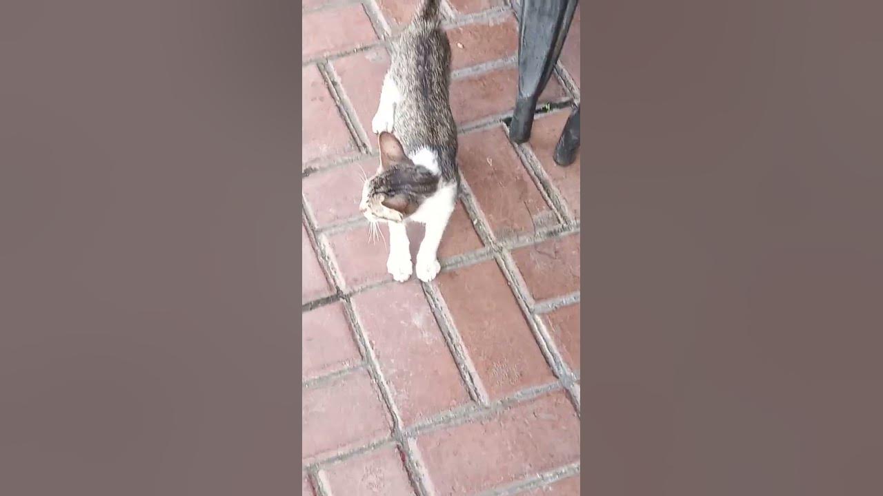 back-left-leg-hurts-adorablecat-cutecat-shorts-youtube
