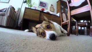 Broading Corgi lying down on tha carpet