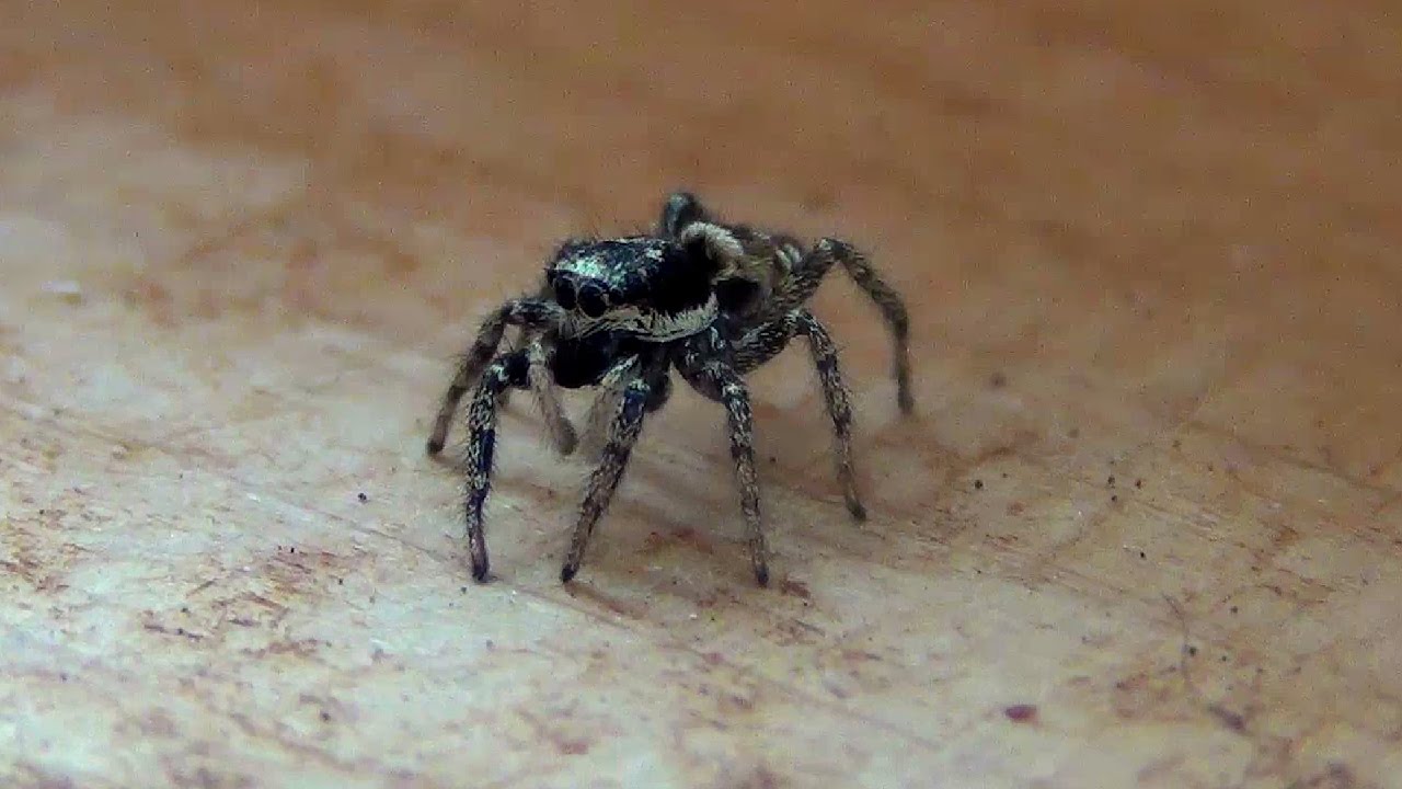 43 Top Pictures Jumping Spider Pet Food : My Pet Jumping Spider Relaxing On My Finger - YouTube