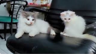 Healthy kittens