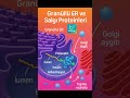 Granüllü ER ve Salgı Proteinleri #GranüllüER #Glikoprotein #ProteinKatlanması #SalgıHücreleri