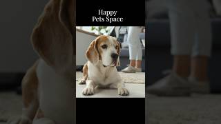 Energetic beagles in your home
