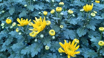 Góc lảm nhảm: liều lượng Ga3 khi kéo cánh cho cúc pha lê.