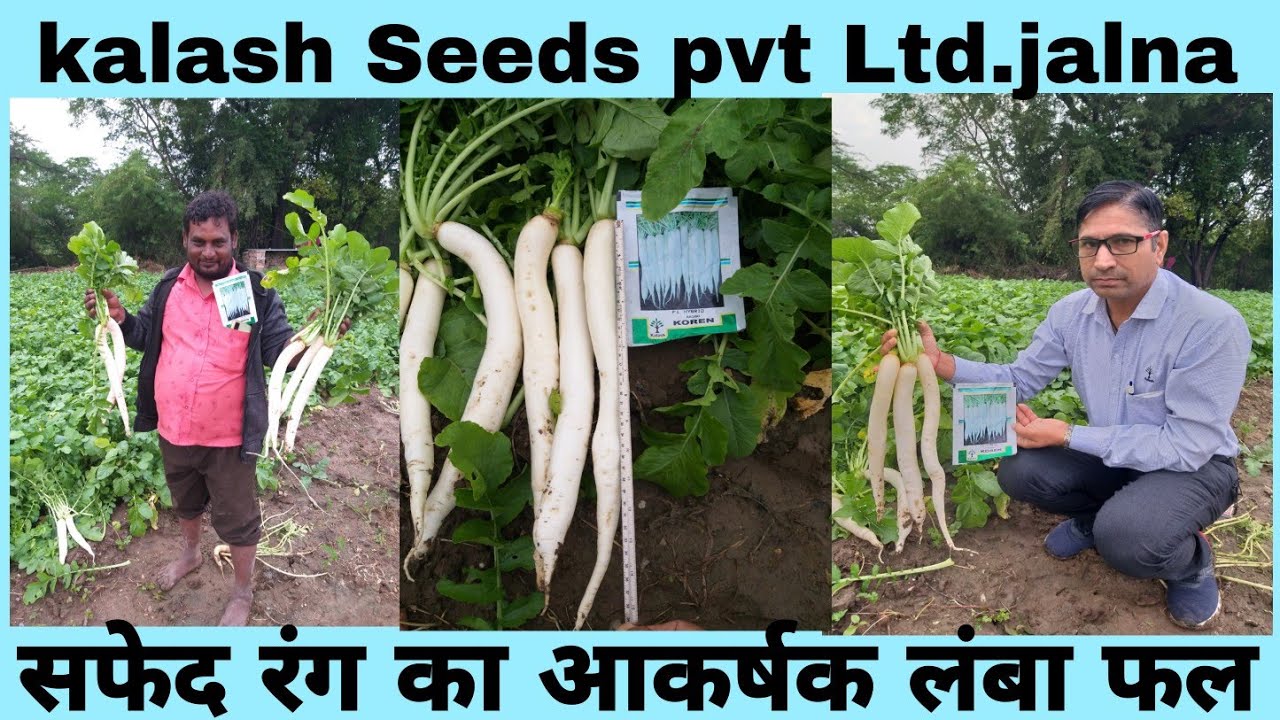 KSP Radish Koren village Bhoekheda Chittorgarh Rajasthan Farmer Ramesh ...