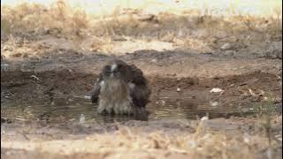 Booted eagle standing in a shallow pond, looking around and calling, Seville, Spain.