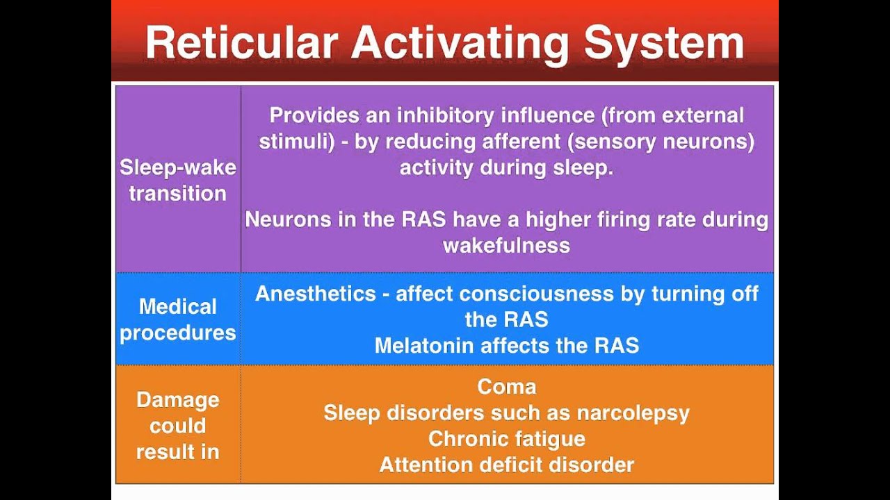 Activate system. Reticular activating System. System activated. Activating. Causes of Narcolepsy.