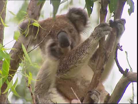 Chroniques de l&rsquo;Australie sauvage - Episode 1: Le rêve de Paraji.
