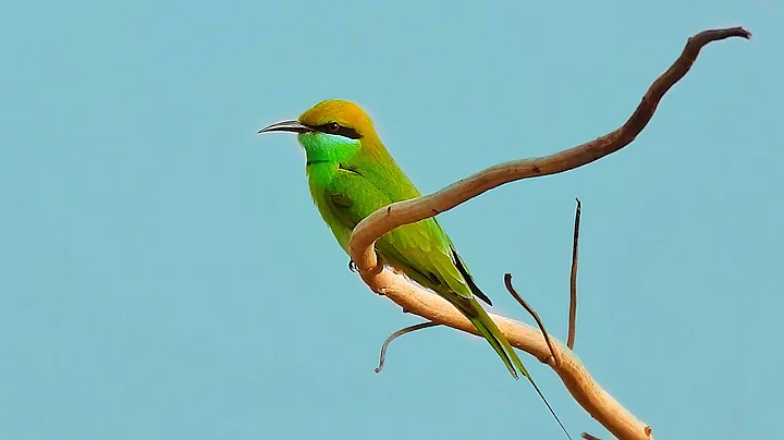 Tadoba Tiger Reserve Safari || Tadoba National Park
