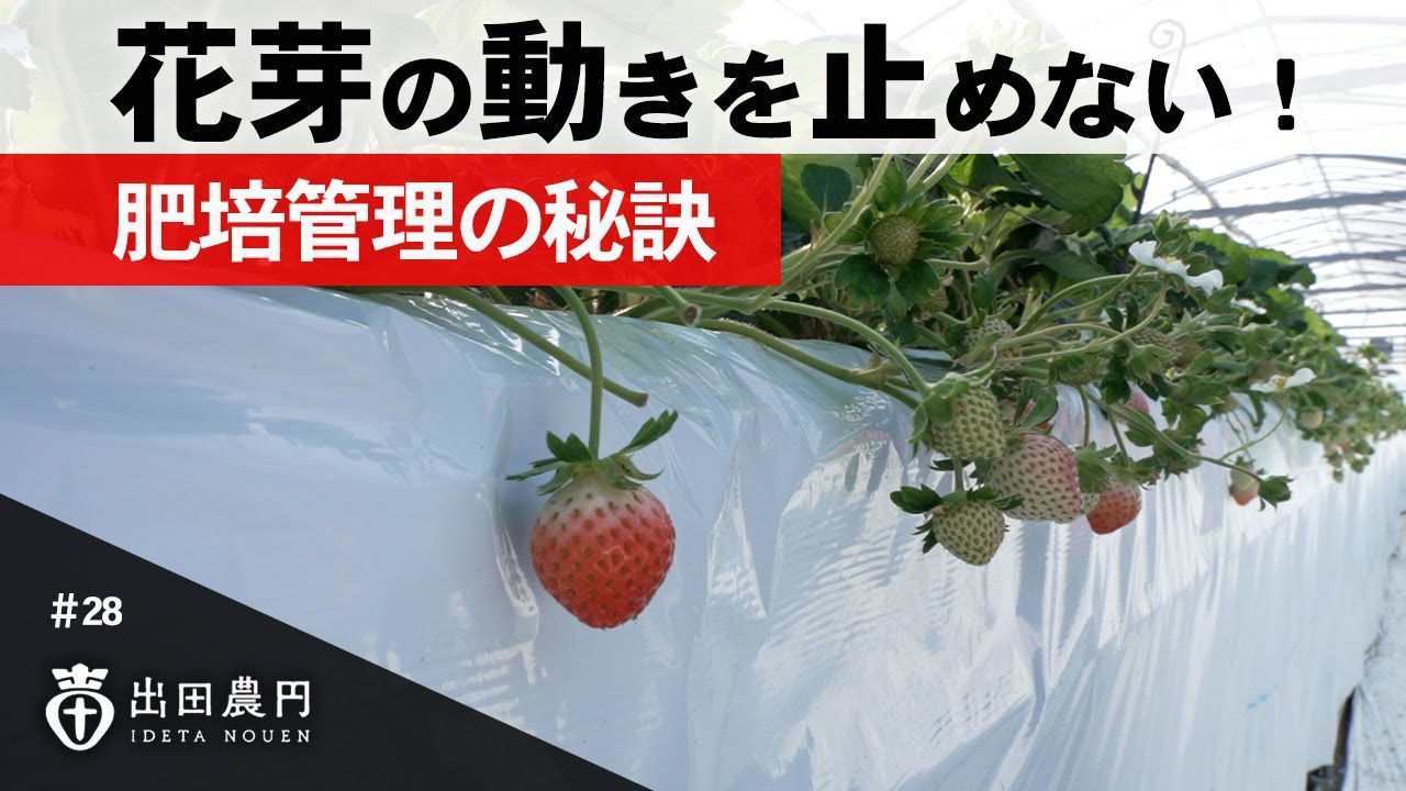 1月に芽の動きを止めない！厳寒期の肥培管理の秘訣！【イチゴ農家】【出田農園】【出田農円】