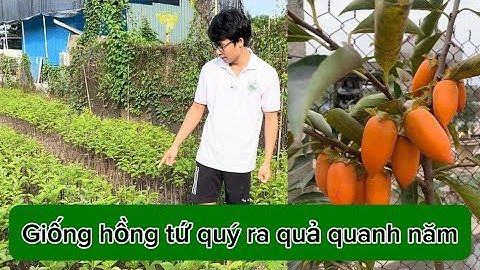 Cây Giống Hồng Tứ Quý Hậu Lộc Thanh Hoá Ra Quả Quanh Năm Cực Độc Lạ || sdt/0867.878.995